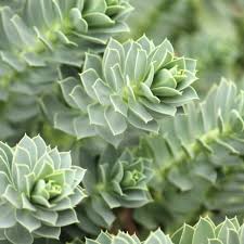 Image result for Euphorbia serratifolia
