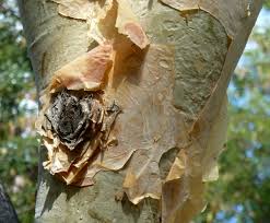 Image result for Albizia tanganyicensis