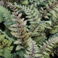 Image result for Athyrium