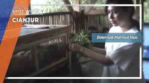 Model kandang sangat beragam, namun pada dasarnya bisa dikelompokan menjadi dua tipe dasar; Budidaya Marmut Hias Desa Sukasari Cianjur