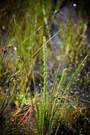 Image result for Pogonarthria squarrosa