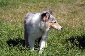 It originates in the bone marrow and metastasizes to spleen, liver, bloodstream, nervous system, bone, lymph nodes and the gastrointestinal tract. Multiple Myeloma Or Bone Marrow Cancer In Dogs Pets4homes