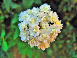 Maybe you would like to learn more about one of these? State Flower Massachusetts Ma Flowerbuzz Org
