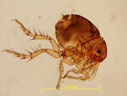 Pet Pests And Their Control | Agriculture And Food