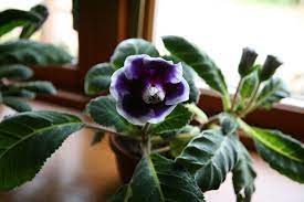 Pin On Gloxinia S