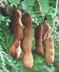 Image result for Tamarindus