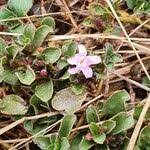 Image result for Dyschoriste radicans