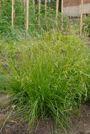 Image result for Carex