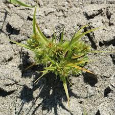Image result for Cyperus squarrosus