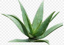 We chose victoria again as it was going to rio de janeiro including a long trip along the amazon. Aloe Vera Queen Victoria Agave Agave Azul Medicinal Plants Png 792x586px Aloe Vera Agave Agave Azul