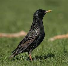 Bird That Sounds Like A Car Alarm At Night Starling