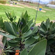 Image result for Scleria globonux