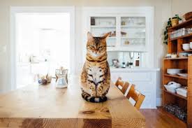 Check spelling or type a new query. 6 Ways To Pet Proof Your Rental Property Avail