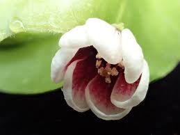 Image result for Lysimachia tenuicaulis