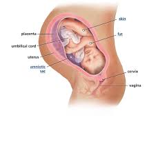 Minggu 11 membawa perubahan yang mengasyikkan bagi anda dan bayi anda. Perkembangan Janin Minggu Ke Minggu 1 40 Gambar Lengkap