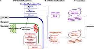 Or use our net carbs calculator to do that for you! Frontiers The Enzymatic Conversion Of Major Algal And Cyanobacterial Carbohydrates To Bioethanol Energy Research