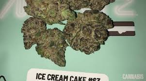 Strain Review Ice Cream Cake 63 By Seed Junky Genetics The Highest Critic