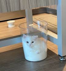 I attach a treat to a string and jerk it around in front of her, i point a laser pointer trying to get her to run my cat loves it. 16 Reddit Users Who Forgot The Word Boredom When They Got Themselves A Cat