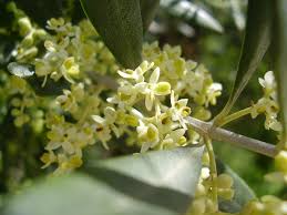 Pin En Flowers