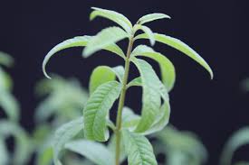 Mit diesem kleinen zitronenbusch können sie sich im heimischen garten oder auf dem balkon ihre. Gartnerei Zink