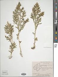 Image result for Selaginella tenerrima