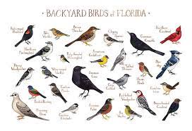 Florida Backyard Birds Field Guide Art Print Watercolor Painting Print Birdwatching Wall Art Nature Print Bird Poster Backyard Birds Guided Art Bird Poster
