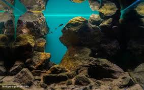 Image result for Tetradenia tanganyikae