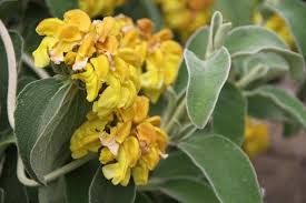 Image result for Phlomis fruticosa