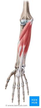 Some of the muscles also function to supinate the forearm, a rotatory movement at the elbow wrist axis which brings the palms towards the sky. Superficial Anterior Forearm Muscle Anatomy And Function Kenhub