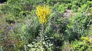 Image result for Viscum shirense