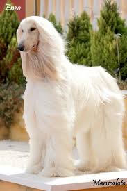 アブジャン series name ロリアニ author ロジャー・マンゴー work format : ã‚¢ãƒ•ã‚¬ãƒ³ ã®ã‚¢ã‚¤ãƒ‡ã‚¢ 900 ä»¶ ã‚¢ãƒ•ã‚¬ãƒ³ ã‚¢ãƒ•ã‚¬ãƒ³ãƒã‚¦ãƒ³ãƒ‰ çŠ¬