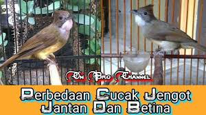 Burung jenis ini memiliki warna tubuh coklat kehijauan dan pada bagian telinga berwarna jingga serat warna putih pada bagian tenggorokan dan dagu. Perbedaan Cucak Jenggot Jantan Dan Betina Di Lengkapi Panah Penunjuk Untuk Mempermudah Youtube