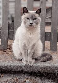 This Cat Has Clearly Posed For Photos Beforehttps I Redd It Bjqingv6t4i11 Jpg Cats Poses For Photos Poses