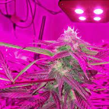 We did not find results for: China Good Quality Full Spectrum Cob 300w Led Grow Lights Full Spectrum Indoor Plant Lamp China Led Grow Lights Full Spectrum Indoor Plant Lamp Led Lights For Growing Weed