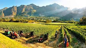 Franschhoek Wine Valley Ends Off 2015 With A Stellar Performance Africa Vacation South Africa Vacation African Safari Vacations