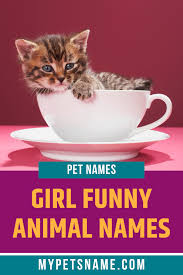 Girl Funny Animal Names In 2020 Funny Animal Names Funny Animals Female Pet Names