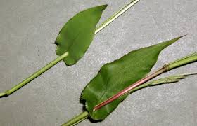 Image result for Arthraxon lancifolius