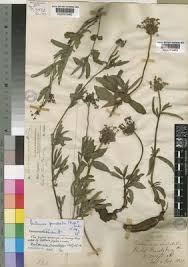 Image result for Pentanisia prunelloides