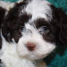 Please fill out our havanese puppy application to beginning the process of reserving your royal flush havanese puppy! Visit Our Havanese Puppies For Sale Near West Palm Beach Florida
