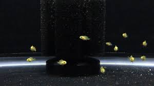 Watch These Baby Fish Grow