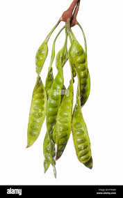 Image result for Parkia