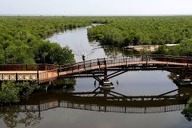 Manfaat hutan bakau sangat luas, terutama untuk menunjang kehidupan pesisir pantai. Hutan Mangrove Di Pesisir Timur Itu Menyusut Mongabay Co Id Mongabay Co Id