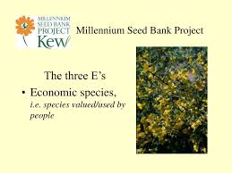 Image result for Sporobolus bechuanicus