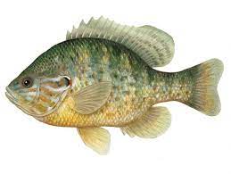Pumpkinseed Fish Fish Fish Illustration Fish Artwork
