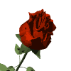 Buon giorno a tutti, se vi piacciono le rose ho qui per voi tante gif e immagini di rose bellissime !!! Immagini E Gif Animate Di Rose Rosse Gifmania