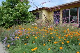 636 myers cove road mcminnville tn 37110. Tree Of Life Nursery We Grow California Native Plants