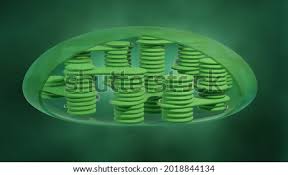 Check spelling or type a new query. Shutterstock Puzzlepix