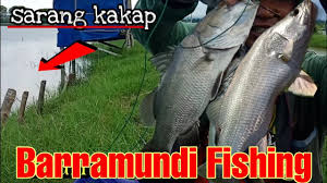 Mempersiapkan jenis bawang putih yang setelah beberapa hari, akan muncul daun berwarna hijau yang menunjukkan bawang mulai. Tips Ampuh Mancing Kakap Putih Di Tambak Barramundi Fishing Youtube