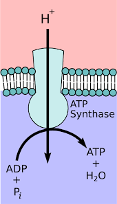 Als protonenpumpe werden in der biochemie und physiologie allgemein transmembranproteine bezeichnet, die protonen über eine biologische membran, gegen einen elektrochemischen gradienten, transportieren. Atp Synthase Biologie