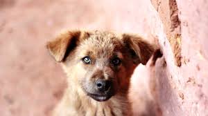 Kopeklerde Kanli Ishal Parvo Parvovirus Patipedia